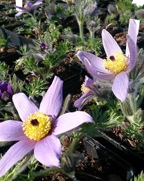 Pulsatilla vulgaris (wild coll.) - 8cm pot 